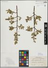 Foto von Salix myrsinifolia Salisb.